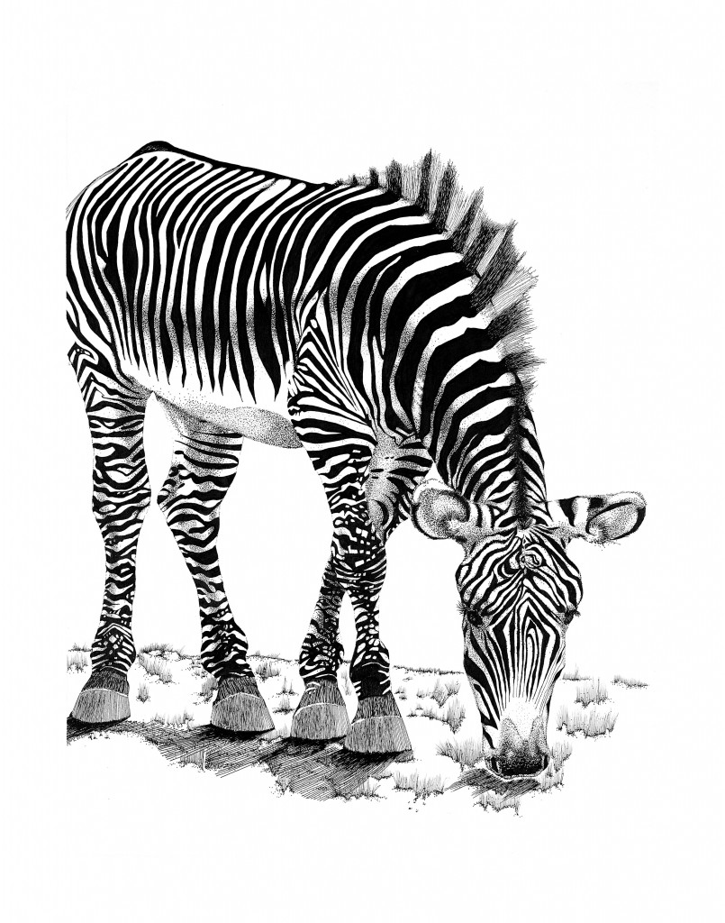 Randy the Zebra is the property of Mark W. Slater www.naturallinestudio.com